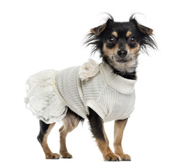 Chihuahua isolated on white