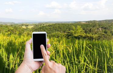 Hands and  smart phone in paddy field