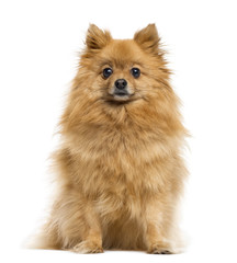 Obraz premium German Spitz isolated on white