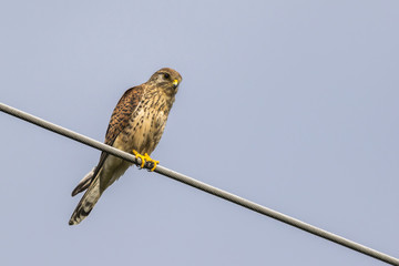 Turmfalke (Falco tinnunculus)