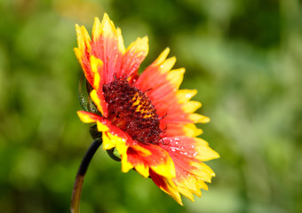 Gaillardia flower on green background