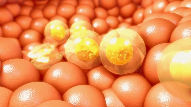 Nucleus in Human Body
