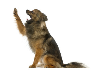 Crossbreed dog between a Malinois and a Pointer looking up