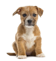 Mixed-breed puppy looking at the camera,  sitting