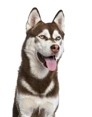 Siberian Husky isolated on white