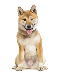 Shiba Inu isolated on white