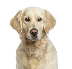 Fototapeta premium Golden Retriever isolated on white