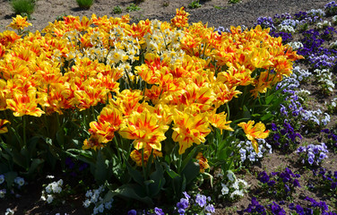 Obraz premium Tulpen