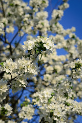 Цветущая яблоня