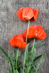 Red poppy flowers
