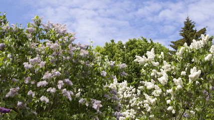 Blossoming Syringa vulgaris