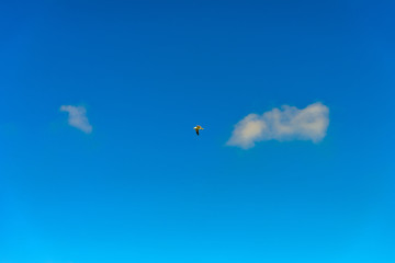 Naklejka na ściany i meble Seagull flying in the sky.