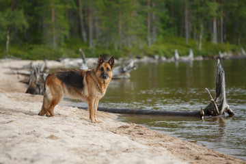 Portrait of a dog German shepherd on the nature on the banks of the river