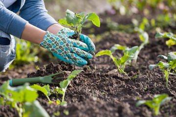 Naklejka na ściany i meble Closeup of gardener's hands planting small flowers at back yard in spring