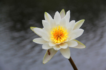 Water Lily (Nymphaeaceae)