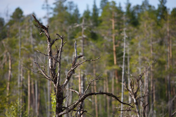 Portrait of a beautiful nature in Russia landscape