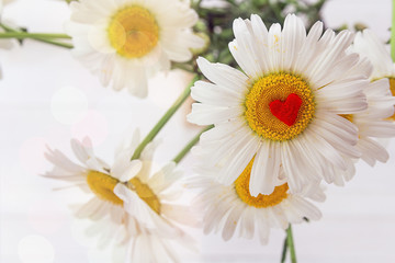 Obraz premium Daisy flower closeup with red heart inside.