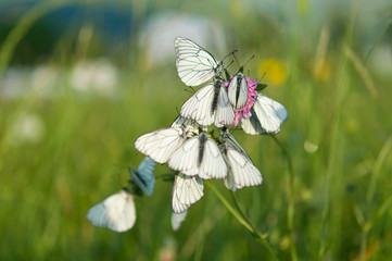 white butterflies grass