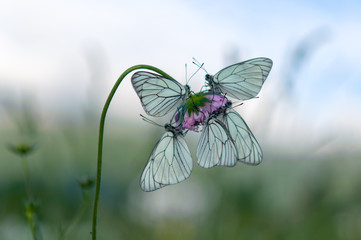 white butterflies grass