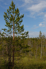 Portrait of a beautiful nature in Russia landscape