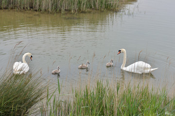 famille de cygnes 