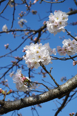 ソメイヨシノ、桜