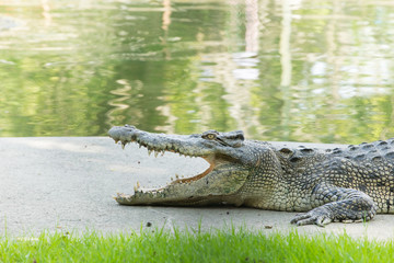 Bouche de crocodile grande ouverte dans la ferme.