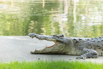Photo sur Aluminium Crocodile Bouche de crocodile grande ouverte dans la ferme.