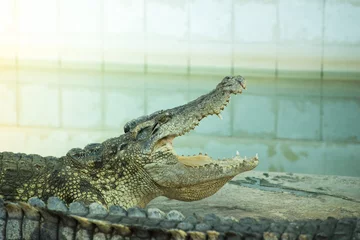 Photo sur Aluminium Crocodile Bouche de crocodile grande ouverte dans la ferme.