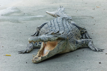 Wide openned crocodile mouth in the farm.