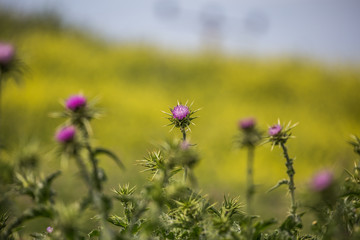 Purple flowers with thorns