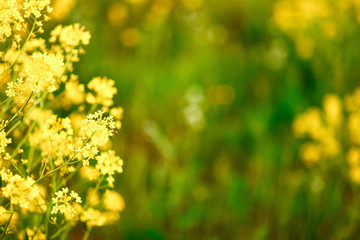 The flowers backgrounds.