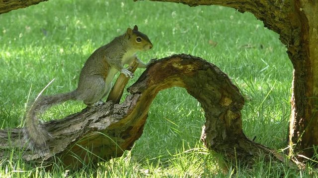 Grey squirrel on the old arched branch of tree lying on the grass.Cautious wild animal stands still for a moment, then marks its territory with few drops of urine and runs away