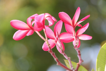 Obraz premium Red plumeria or frangipani flower.