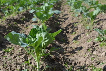 Грядки капусты