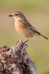 Beautiful wild bird perched on a branch