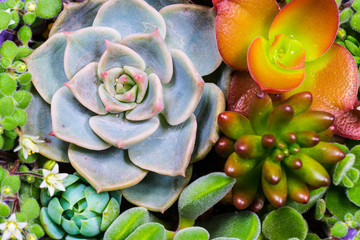 Succulent, plant, close-up, macro.
