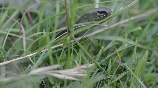 Slow worm (Anguis fragilis) moving through grass. A legless lizard moving through undergrowth with tongue flicking