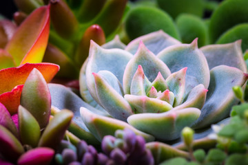 Succulent, plant, close-up, macro.