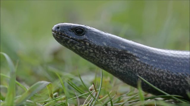 Slow worm (Anguis fragilis) with ant carrying food. A legless lizard shown opening mouth, with red ant passing underneath