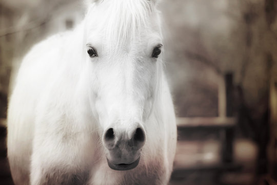 Close up of a white horse vintage effect. A white horse in the farm. Photography with vintage effect
