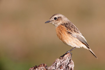Beautiful wild bird perched on a branch
