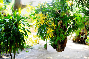 Beautiful yellow orchid