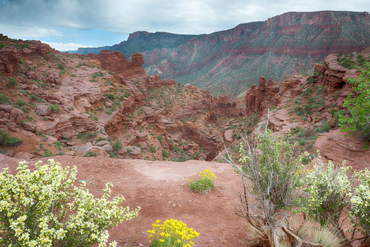 Wildflowers, Fisher Towers Trail, Moab, UT