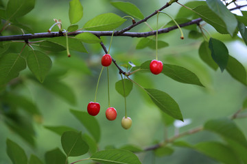 cherry branch