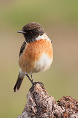 Beautiful wild bird perched on a branch in nature