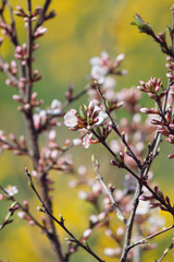 Spring flowering branches, flowers, no leaves, blossoms