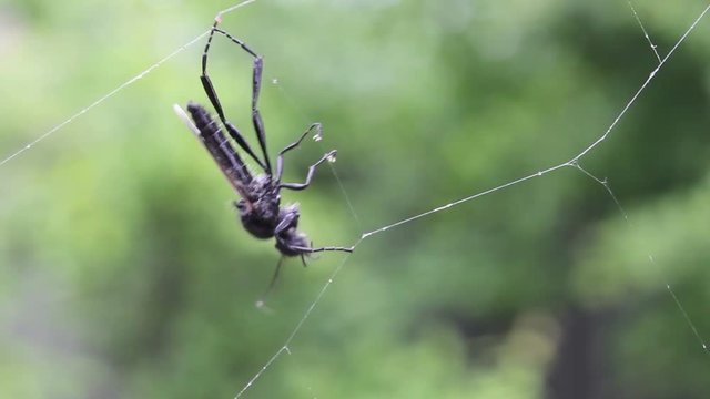 The insect tries to escape from spider webs