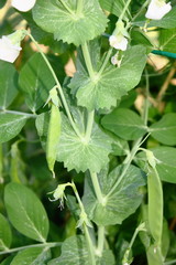 mangetout a green leaf plant growing in garden