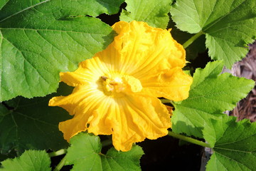 yellow courgette flower on a green leaf plant growing in garden